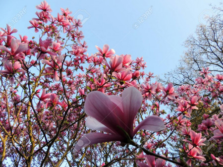 Magnolie soulangeana Galaxy (ghiveci 2L), flori mari, parfumate, in nuante de purpuriu si roz