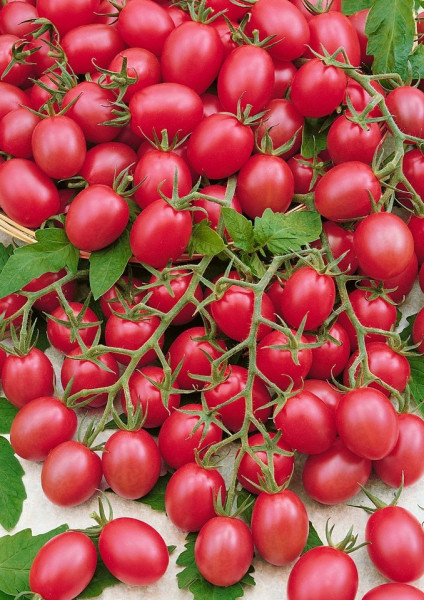 Malinowy Kapturek (30 seminte) de rosii cherry randament foarte mare, fructe de 7–8 g și sunt foarte gustoase, Seklos