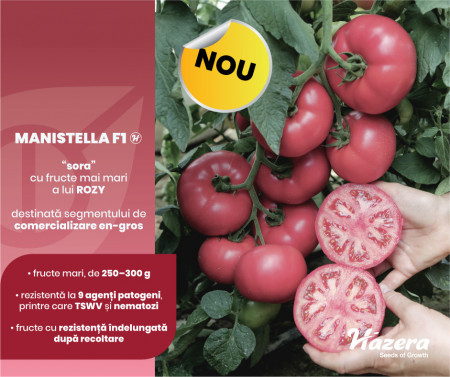 Manistella F1 (500 seminte) tomate de culoare roz, nedeterminate, rezistenta la crapare, Hazera