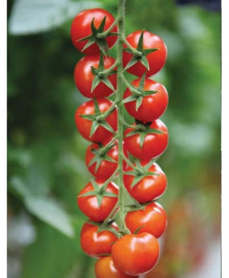 Marghol F1 (250 seminte) de rosii nedeterminate de tip cherry 14-18 fructe pe ciorchine ce prezinta o perioada lunga de pastrare si nu crapa, Yuksel