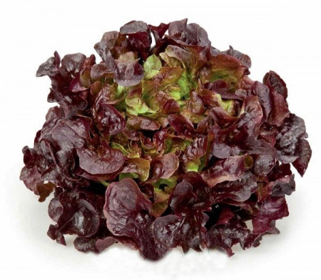 Murai - 1000 sem - Seminte drajate de salata creata  tip oak leaf (frunza de stejar) de culoare rosu inchis si un gust placut  ce nu emite tija florala de la Rijk Zwaan