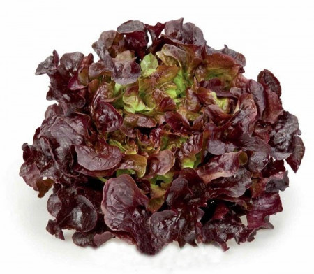 Murai (1000 seminte) drajate de salata creata tip oak leaf (frunza de stejar) de culoare rosu inchis si un gust placut ce nu emite tija florala, Rijk Zwaan
