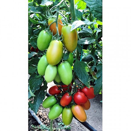 Oceano F1 (500 seminte) rosii tip prunisoara de culoare rosu aprins, fructe foarte ferme, forma oval-alungita, Sakata