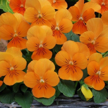 Panselute Orange Sun (0.15 gr) seminte de panselute portocalii, Horti Tops
