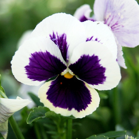 Panselute Silverbride Albe (0.15 gr), seminte de panselute colorate superb in mov inchis si alb, Horti Tops
