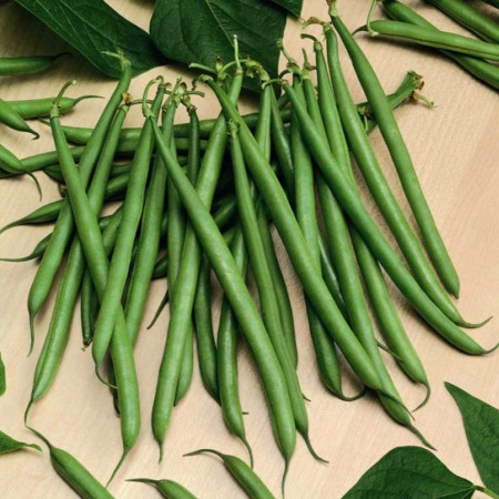 Paulista F1 (100.000 seminte) fasole pastaie verde, Seminis