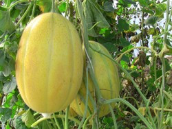 Pepene Galben Pobeditel F1 (100 gr) seminte de pepene galben feliati cu aroma excelenta Pobeditel, IZK Bulgaria