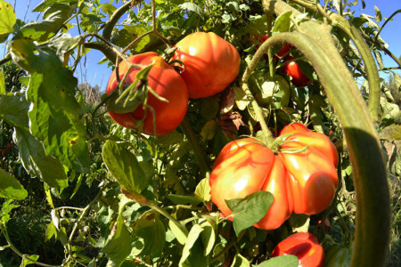 Pera D' Abruzzo (100 seminte) rosii determinate cu fructe mari de peste 250-300 grame frumoase cutate avand caracteristici deosebite atat din punct de vedere al gustului cat si al calitatii fructului tip Beef, Cora Seeds