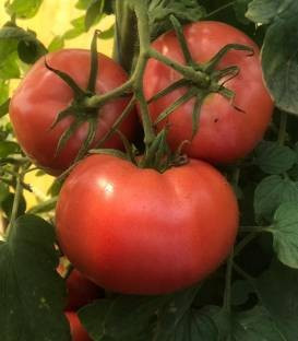 Pink Sky F1 (100 seminte) de rosii crestere nedeterminata cu fructe mari 260-280 grame ce se caracterizeaza printr-o fermitate excelenta si asigura o legare constanta si bogata de la Fito Semillas