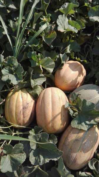 Pobeditel F1 (100 gr) Seminte de Pepeni Galbeni feliati cu aroma excelenta Pobeditel, Agrotop Bulgaria