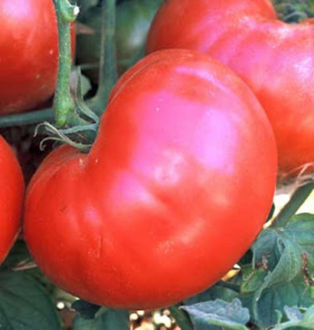 Ponderosa F1 (100 seminte) tomate gigant culoare roz, rotunde, usor turtite, Mefim