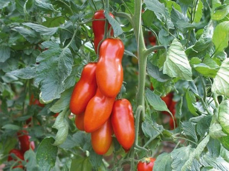 Pozzano F1 (7 seminte) de rosii tip San Marzano semi-timpurii, fructe alungite, rigide, carnoase, foarte gustoase, Seklos