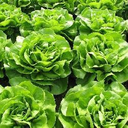 Pronto (5 grame) salata cu frunze de un colorit atractiv verde stralucitor bine indesata recomandata pentru culturile de primavara tarzie vara si toamna, Enza Zaden