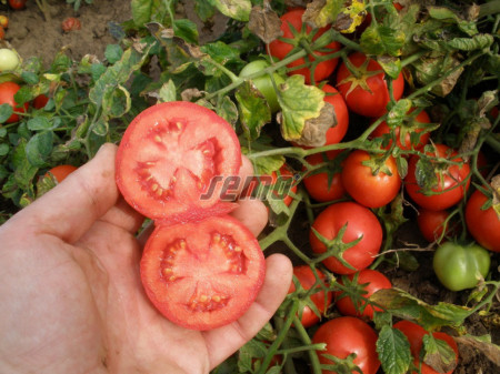 PROTON seminte tomate (10000 sem) soi tomate de camp timpurii, cu fructe rotund-ovale , uniforme si coacere concentrata, planta compacta si productiva, Semo Cehia