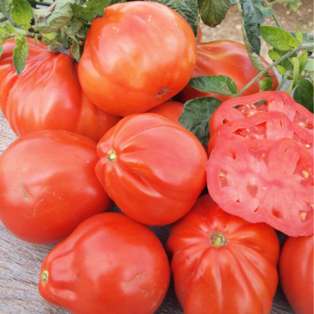 Red Pear (100 gr) seminte de tomate in forma de para soi italian, crestere nedeterminata tip Beef, Vitesse