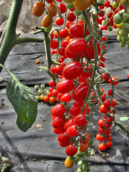 Rosii Mandat F1 (10 seminte) tomate cherry