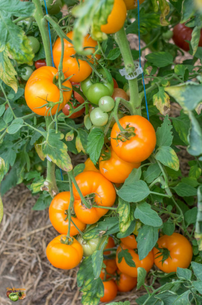 Rosii Zloty Ozarowski (90 seminte) tomate portocalii, soi semitimpuriu, crestere nedeterminata, Agrosem
