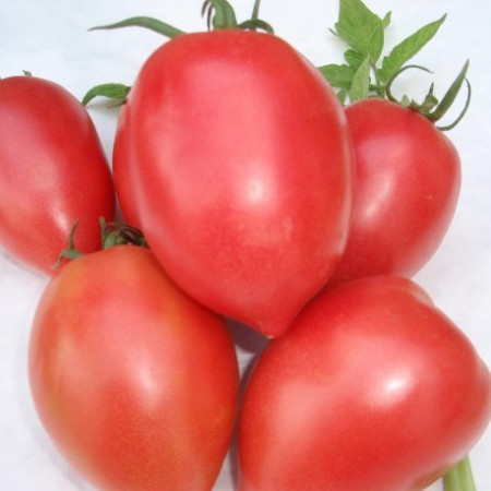 Rugby F1 (2500 seminte) de tomate nedeterminate Rugby pentru sere, Geosem Slect Bulgaria