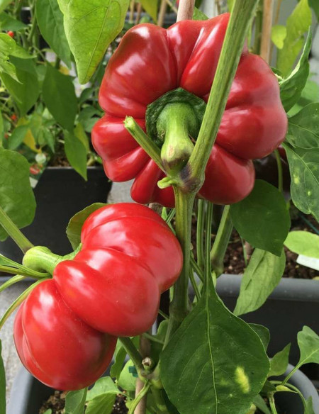 Seminte ardei gogosar Topepo Red (1 kg), soi timpuriu de culoare rosu inchis stralucitor, Hortus Simenti