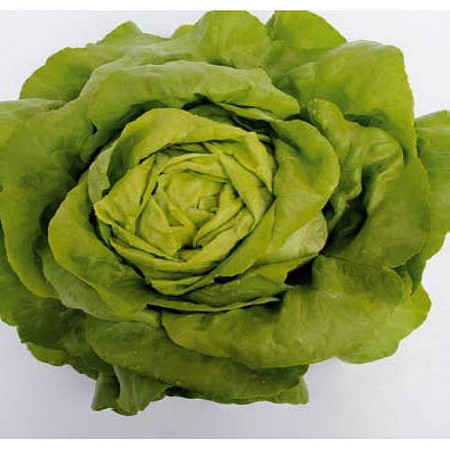 Sotalis (5.000 seminte) salata ce produce capatani foarte mari si extrem voluminoase avand o culoare verde proaspat, Bejo