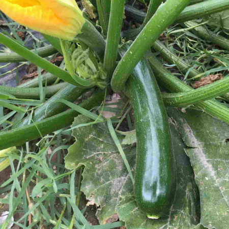 Star 8024 F1 (100 seminte) zucchini lung, Profit Seeds