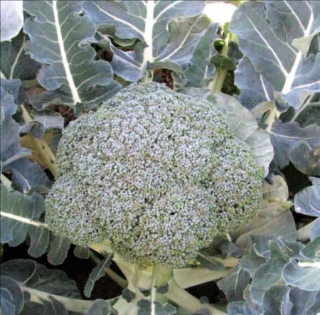 Stromboli F1 (1000 seminte) de broccoli primavara/toamna, 75-80 zile, 1-1.5 kg, Hazera