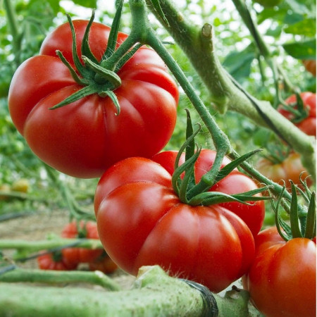 Super Marmande (150 seminte) tomate crete mari, productie ridicata tip Beef, Sem Luca