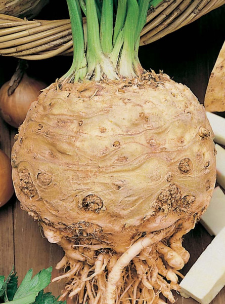 Telina de radacina GigantE Di Praga (25.000 seminte) telina soi gigant foarte productiv, Agrosem