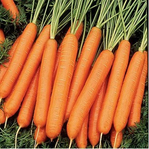 Tito (100 gr) seminte de morcovi de tip Nantes cu diametru mare, adaptat pentru soluri grele, Hazera