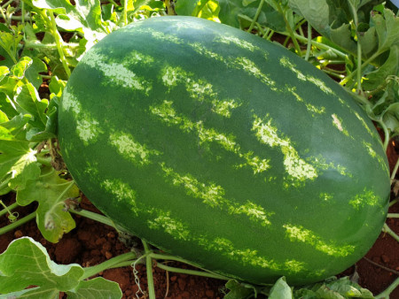 Triumph F1 (250 seminte) pepene verde, miez rosu, foarte gustos, Profit Seeds