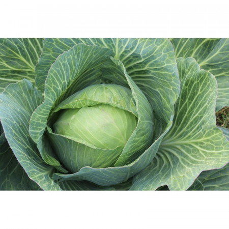 Varza Buzoiana (1 KG) seminte varza de toamna Buzoiana, SCDL Buzau