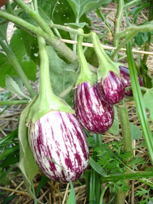 Vinete Rania F1 - 20 sem - Seminte de Vinete Pestrite cu Dungi Violet Semi-Rotunde
