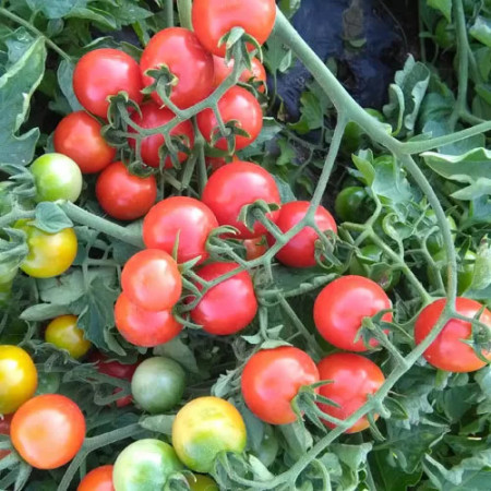 Welcome F1 (250 seminte) tomate cherry, crestere nedeterminata, Profit Seeds