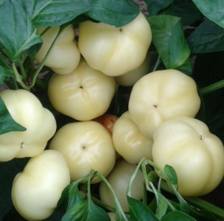 Zsofia F1 (1000 seminte) de ardei rotund dulce semitimpuriu, cu fructe 60-90 gr de culoare galbena si rosii la maturitatea fiziologica ce poate fi produs usor si poate fi pastrat o perioada lunga de timp, Duna-R