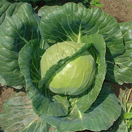 Adema F1 (2500 seminte) varza alba ce dezvolta capatana rotunda si regulata de culoare verde intens si tolereaza foarte bine stresul ce apare in primavara timpurie, Rijk Zwaan