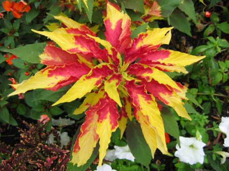 Amaranthus Gangeticus Tricolor Illumination - Seminte Flori Amaranthus de la Florian Planta Anuala