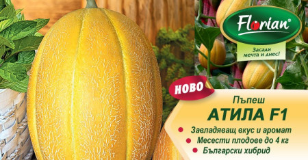 Atila F1 (120 seminte) pepene galben bulgaresc feliat, semi-timpuriu, pulpa crocanta, fruct 3 - 4 kg, Florian