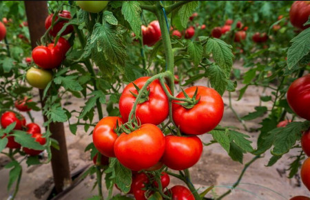 Badalona F1 (250 seminte) tomate nedeterminate, soi foarte productiv cu fructe ce ajung la o greutate de 250 gr, Fito Semillas