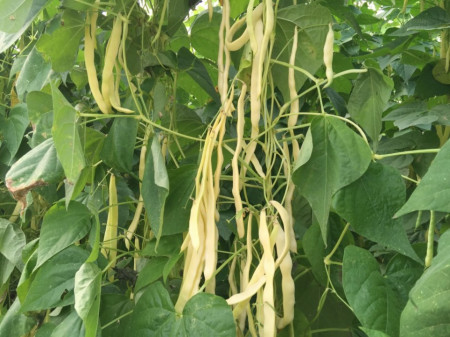 Baldana Fasole Urcatoare – 25 gr – Seminte Fasole Baldana Soi Romanesc Productie Mare de la 4 Agro Romania