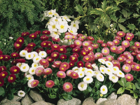 Banutei mix (0.1 gr) seminte de flori planta anuala cu multe ramificatii, Agrosem