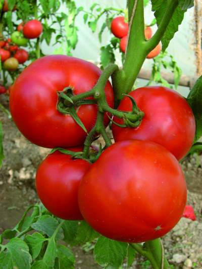 Berberana F1 (20 seminte) de rosii nedeterminate cu fructe uniforme rotund-aplatizate ferme, Enza Zaden