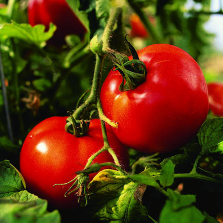 Buzau 47 (300 seminte) rosii, semitimpuriu, Agrosel
