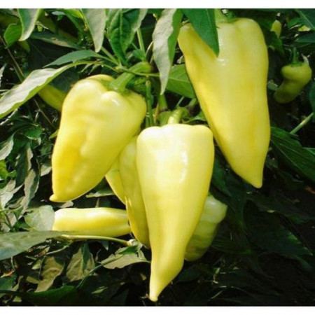 Campona F1 (250 seminte) de ardei conic dulce cu crestere continua ce poate fi cultivat in sistem protejat in orice perioada a anului atat in sere sau solarii incalzite cat si neincalzite, Duna-R
