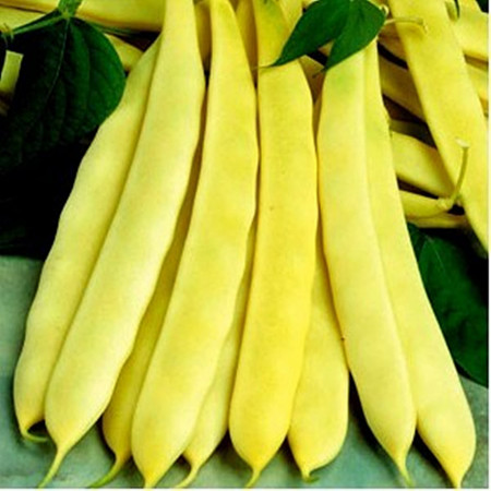 Capitano (100 gr) seminte de fasole pitica galbena lata, Agrosem