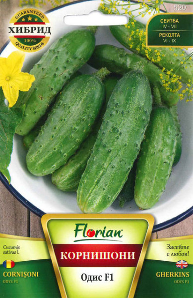 Castraveti CORNISON ODIS F1 - 1.5 g r- Seminte de Castraveti CORNISON Hibrid Semitimpuriu Florian Bulgaria