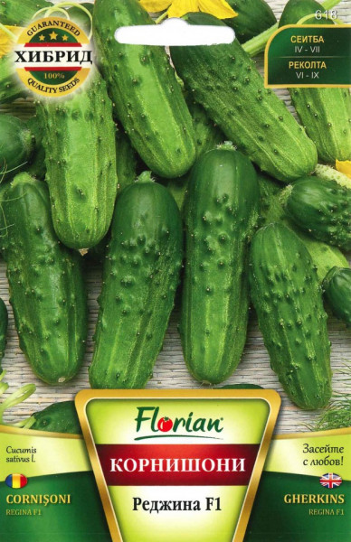 Castraveti cornison REGINA F1 - 1 gr - Seminte de Castraveti Cornison Hibrid timpuriu foarte productiv de la Florian