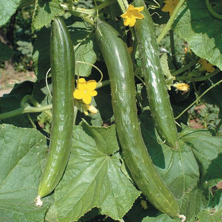 Castraveti Long China (60 seminte) castraveti lungi, fructe gustoase 28-30 cm, Agrosem