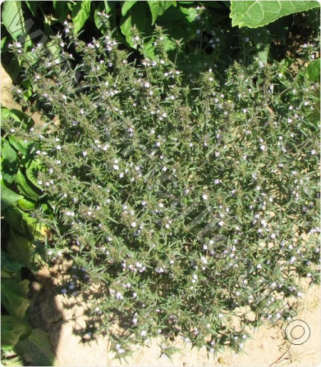 Cimbrisor - 0.5 gr - Seminte de Cimbru Thyme (Thymus Officinalis) de la Florian