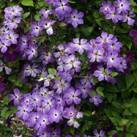 Clematite Cloudburst (1.5 m in ghiveci de 2 L) tufa ornamentala cataratoare Clematis, cu flori colorate in purpuriu intens si roz, in contrast cu centrul galben-pal