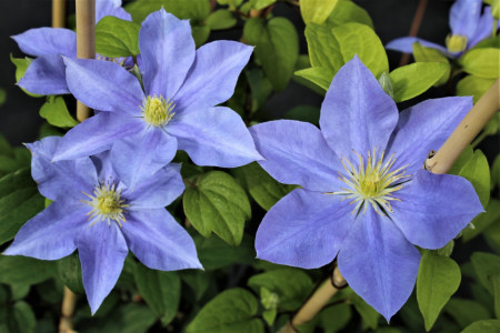 Clematite Fujimusume (1.5 m in ghiveci de 2 L), tufa ornamentala cataratoare Clematis, hibrid japonez cu flori incantatoare de culoare albastru luminos, cu stamine galbene in centru